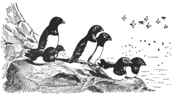 Mynd:Haftyrðar á uppeldisstöðvum.png