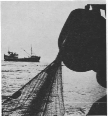 Mynd:Á nótaveiðum.png