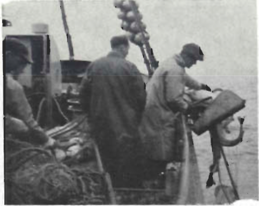 Mynd:Á þorskanetum. - Netin dregin.png