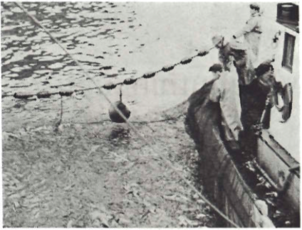 Mynd:Síld fiskuð í Vestmannaeyja höfn.png