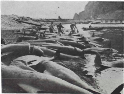 Mynd:Hvalur rekinn á land í Vestmannaeyjum 6. ágúst 1958.png