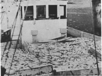 Mynd:Síld úr Vestmannaeyjahöfn.png