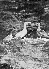 Mynd:1955 b 51 A.jpg