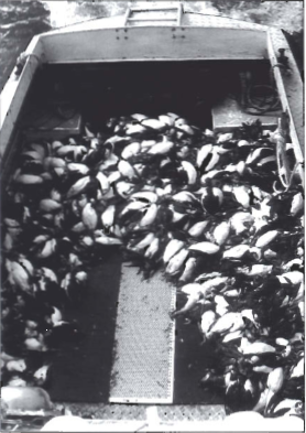 Sautján kippurnar komnar um borð.png