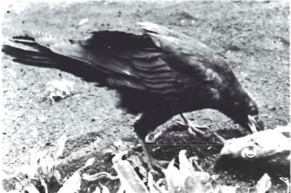 Mynd:Screen Shot 2017-09-01 at 08.38.59.png