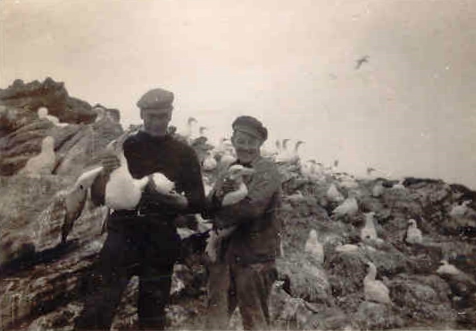 Mynd:Fa-brunt (57).jpg