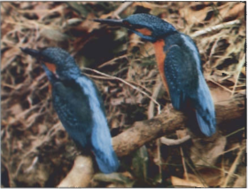 Mynd:Tveir bláþyrlar.png