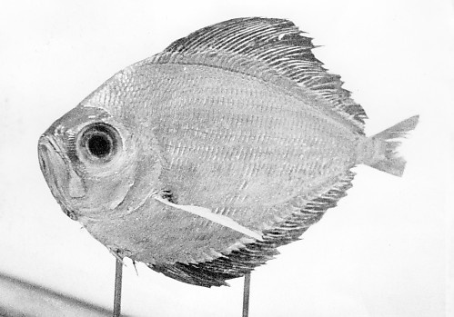 Mynd:1961 b 71 AA.jpg