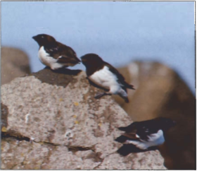 Mynd:Haftyrðlar Hinn norræni Halkýon.png