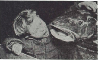 Mynd:Sá guli er ekki smáfríður.png