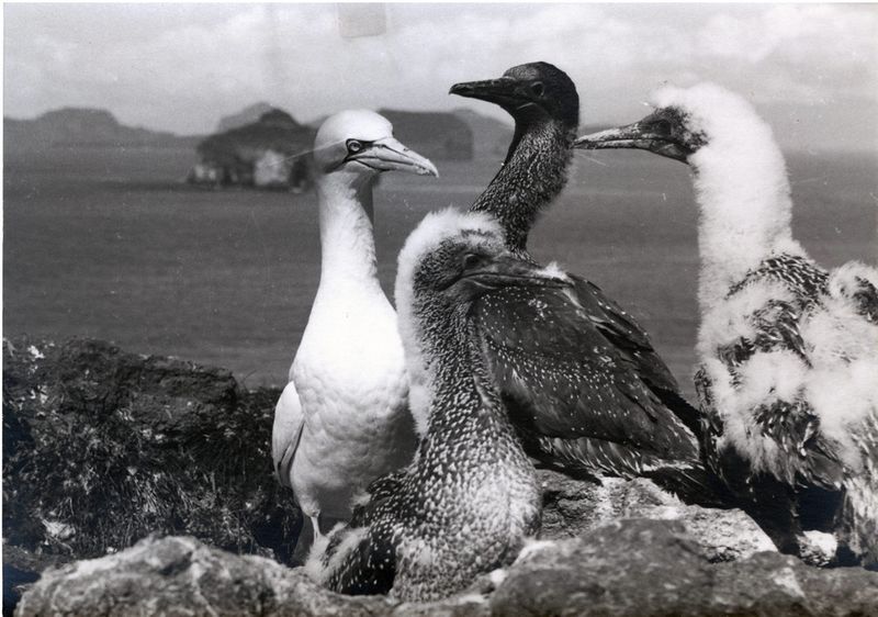 Mynd:Photograph (8).jpg