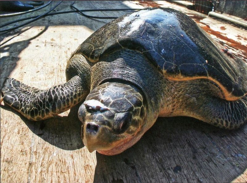 Mynd:Skjaldbakan sem kom í trollið Sdbl. 2010.jpg