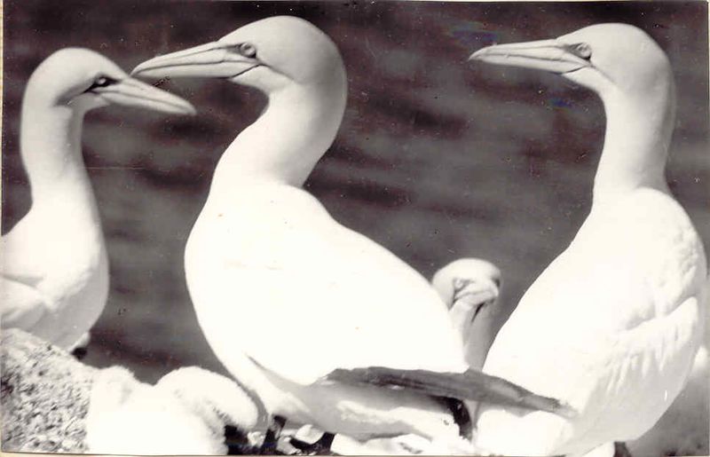 Mynd:Fa-brunt (16).jpg