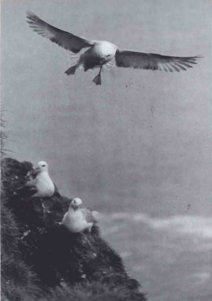 Mynd:Fýllinn við Ísland bls. 43 SDBL. 1988.jpg