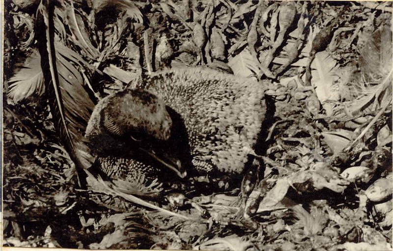 Mynd:Fa-brunt (15).jpg