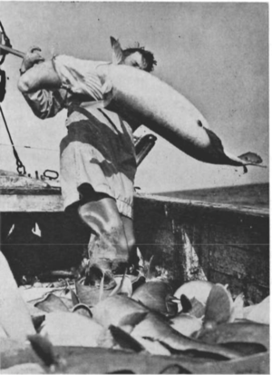 Stefán Friðriksson, stýrimaður á Sæbjörgu, sveiflar löngu innbyrðis djúpt á Landssuður.