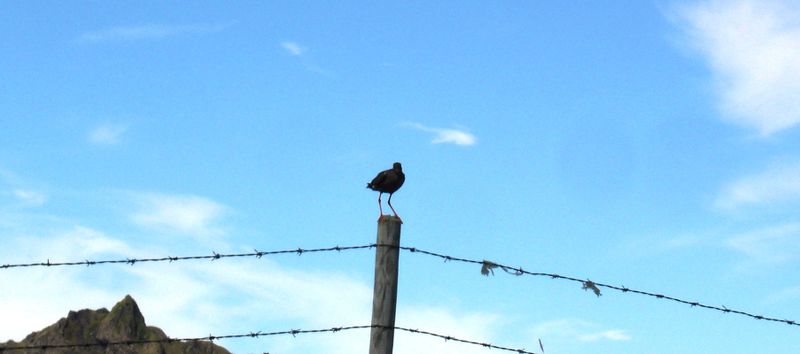 Mynd:Fugl a staur.jpg