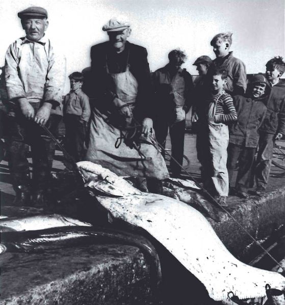 Mynd:Kempurnar Bergur í Hjálmholti og Björn á Kirkjulandi SDBL. 1987.jpg