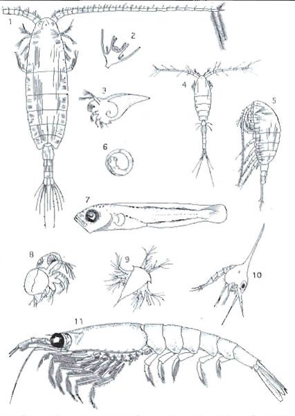 Mynd:Nokkrar algengar tegundir svifdýra Sdbl. 1999.jpg
