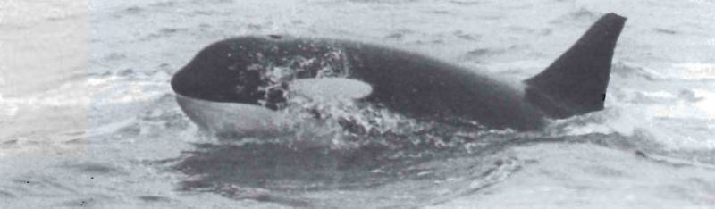 Mynd:Háhyrningur Sdbl. 1986.jpg