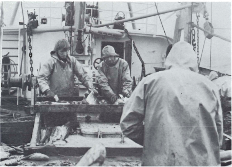 Mynd:Á togveiðum - Aðgerð. Ljósm. A. Podolok.png