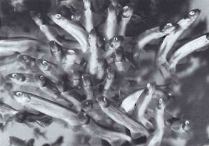 Til móts við loðnugöngu SDBL. 1988.jpg