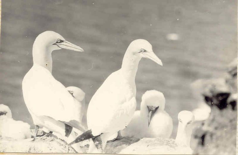 Mynd:Fa-brunt (17).jpg