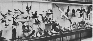 Frá deild uppstoppaðra fugla.png