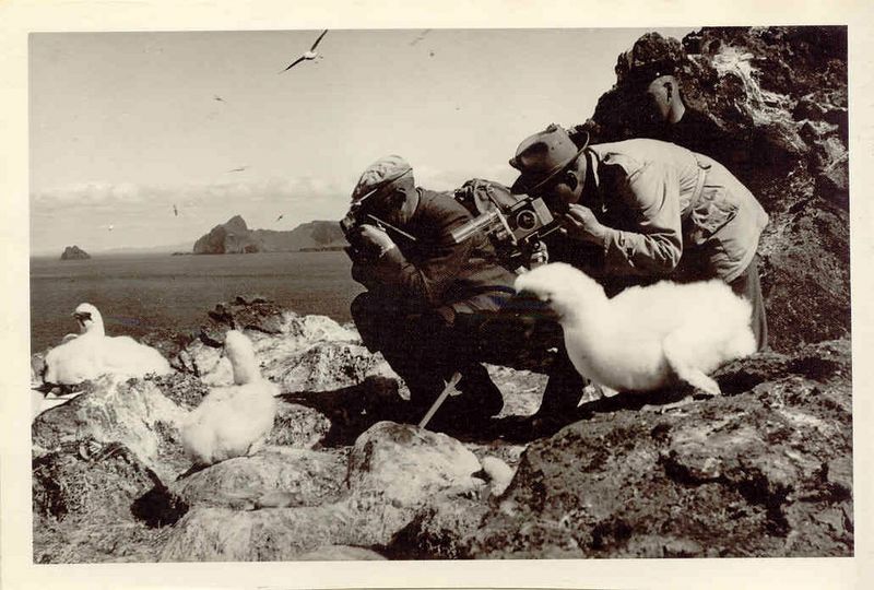 Mynd:Fa-brunt (56).jpg