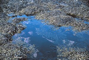 Klappir lon thari.jpg