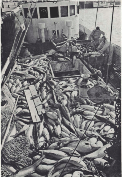 Mynd:Góður afli á vetrarvertíðinni 1975. - Löndun úr togbátnum....png