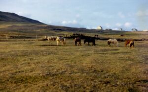 Kirkjubaer tunin 21 jan 1973.jpg