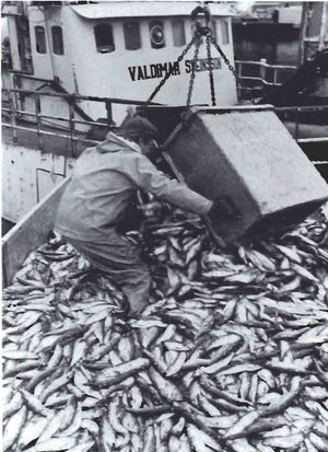 Síldarlöndun úr Valdimar Sveinssyni SDBL. 1988.jpg