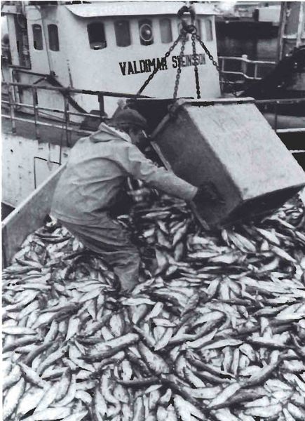 Mynd:Síldarlöndun úr Valdimar Sveinssyni SDBL. 1988.jpg