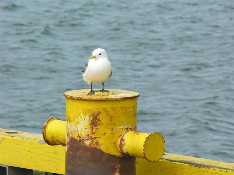 Mynd:Hansueli (124).JPG