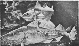 „Þorskurinn lepur strauma“.png