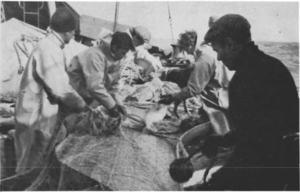 Greitt úr netum.png