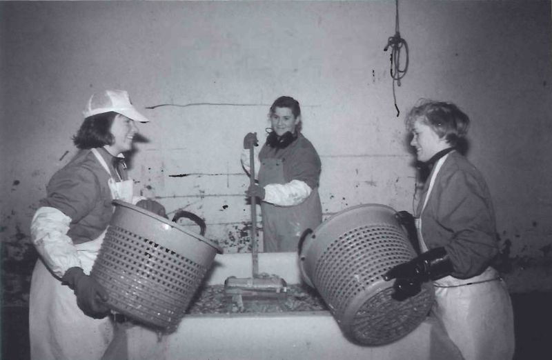 Mynd:Fríður hópur í frystihúsi Sdbl. 1991.jpg