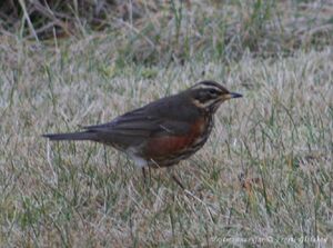 Fuglar skogarthrostur-(4).jpg