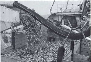 Loðnunni dælt úr nótinni um borð.png