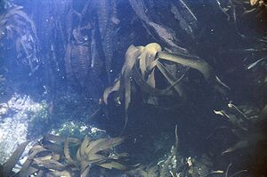 Klappir langalon thari.jpg