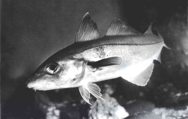 Mynd:Afbragðsmatur er ýsan heit Sdbl. 1990.jpg